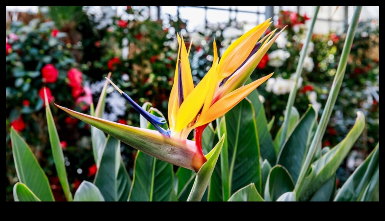 Podos paradīze: iekštelpu dārzkopība katrai dzīves telpai