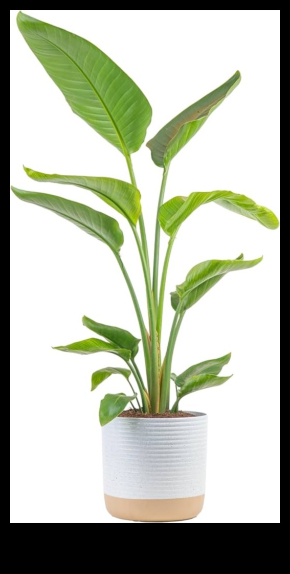 Podos paradīze: iekštelpu dārzkopība katrai dzīves telpai