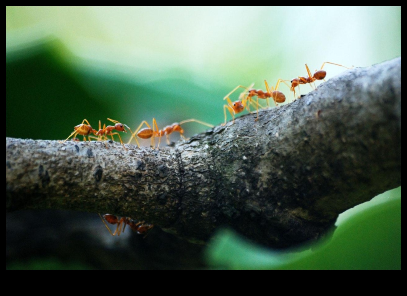 Bugs, Begone! Dārznieka plāns kaitēkļu apkarošanai