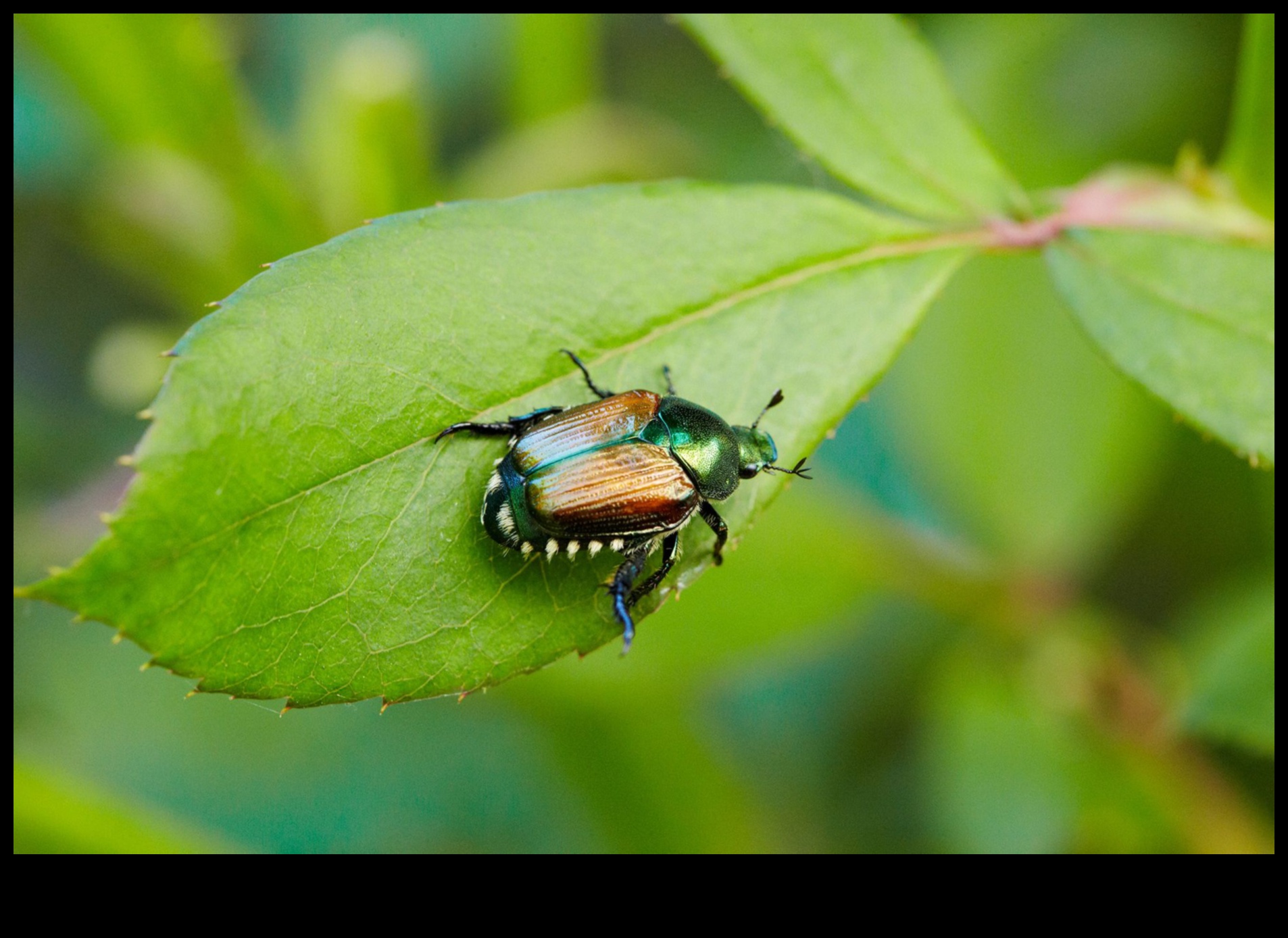 Bugs, Begone! Dārznieka plāns kaitēkļu apkarošanai