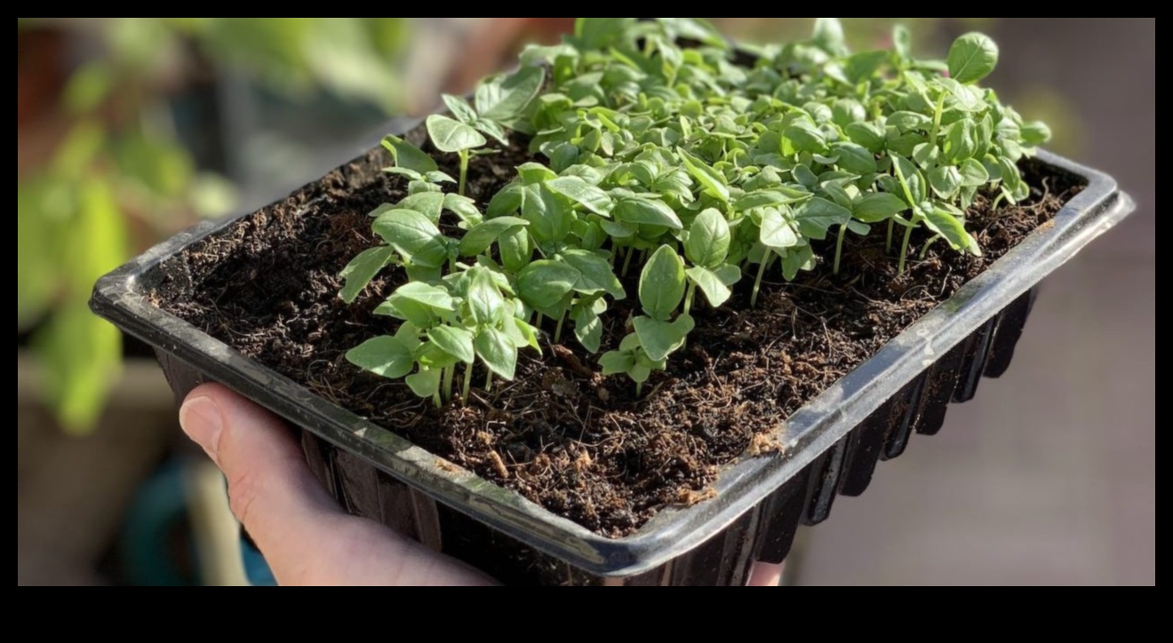 Iesējiet veiksmes sēklas: ekspertu padomi dārza plānošanai