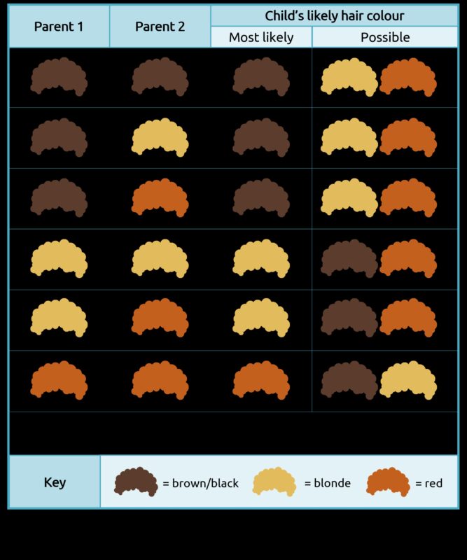 Blondīne pret bruneti: mītu par blondiem matiem atmaskošana