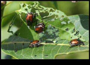 Bugs, Begone! Dārznieka plāns kaitēkļu apkarošanai