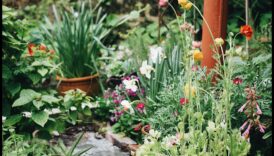 Dabas noslēpumi: svarīgi padomi plaukstošam dārzam