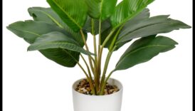 Podos paradīze: iekštelpu dārzkopība katrai dzīves telpai