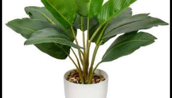 Podos paradīze: iekštelpu dārzkopība katrai dzīves telpai