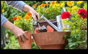 Plaukstoši dārzi: kopjiet savu brīvdabas patvērumu