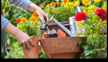 Plaukstoši dārzi: kopjiet savu brīvdabas patvērumu