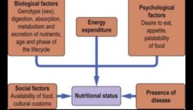 Uzturvielu vienādojums: līdzsvarot veselību ar uztura bioķīmiju