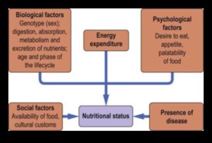Uzturvielu vienādojums: līdzsvarot veselību ar uztura bioķīmiju