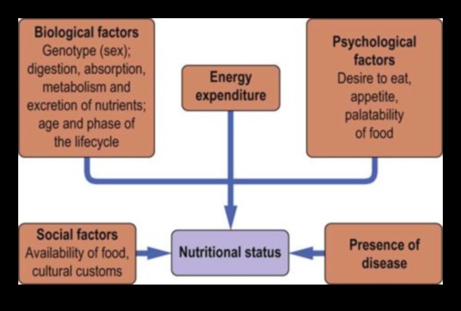 Uzturvielu vienādojums: līdzsvarot veselību ar uztura bioķīmiju
